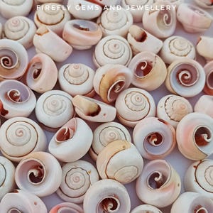 18mm Natural Seashells: Bulk Craft Shells for Beach Decor