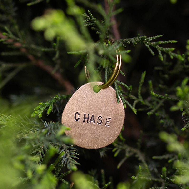May include: A brass pet tag with the name "CHASE" stamped on it. The tag is oval-shaped and attached to a gold-coloured ring. The background is a blurred view of green foliage.
