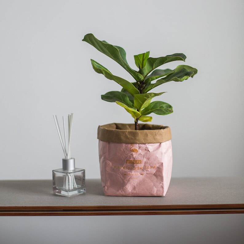 May include: A small green plant with large leaves in a pink paper bag planter. The planter has the text "Sunkissed" and "Passionfruit Jungle" printed on it. A clear glass bottle with a silver cap and white sticks is on a grey surface.