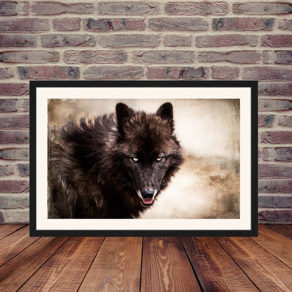 Wildlife Photography Prints Wild Spirit Wolf Sanctuary Black Wolf Dog 1