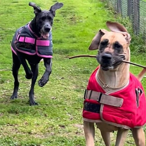 Great Dane ready Made Padded Triple Layer Warm Waterproof Etsy