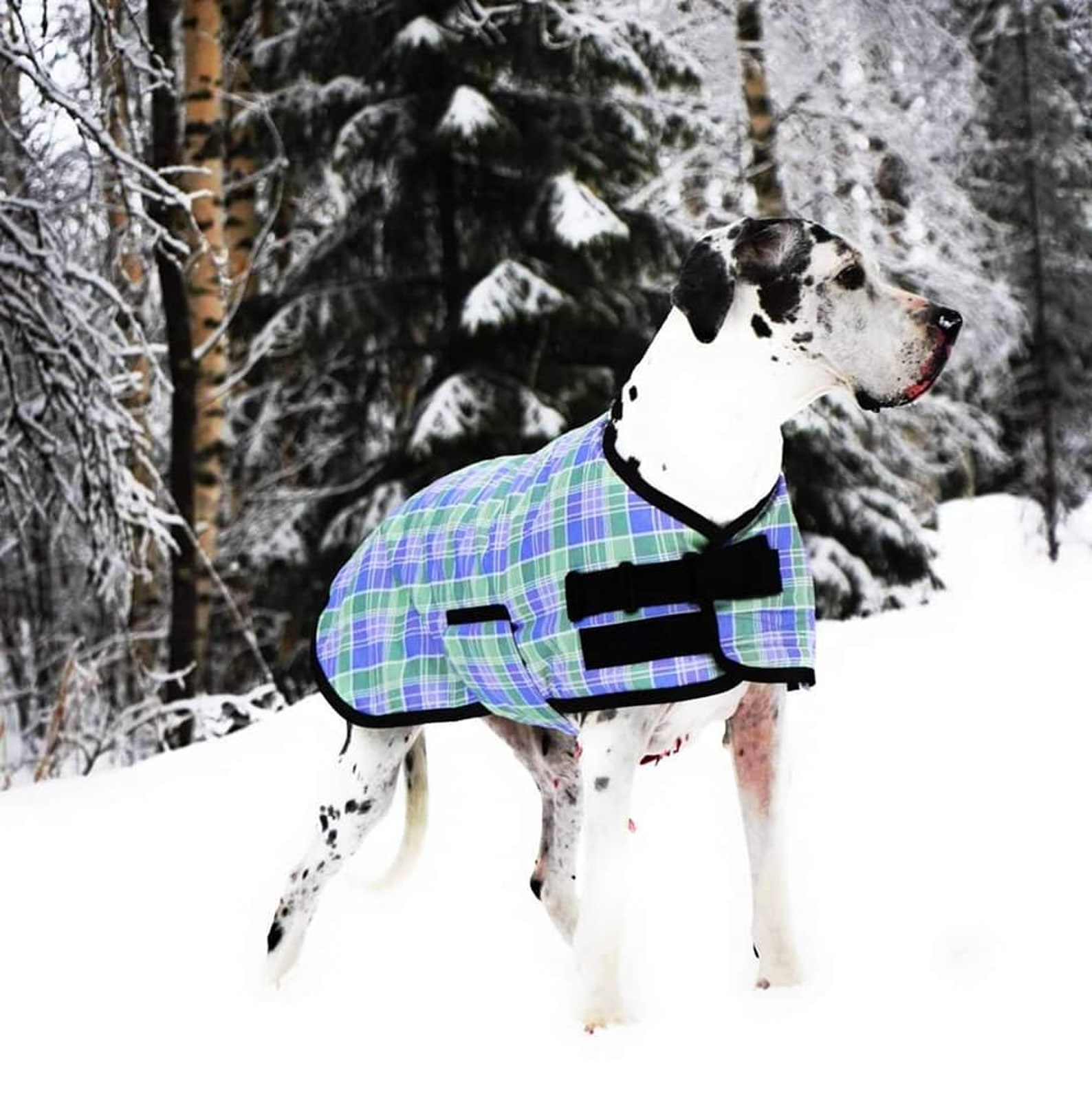 Great Dane Triple Layer Waterproof Coat Various sizes Etsy