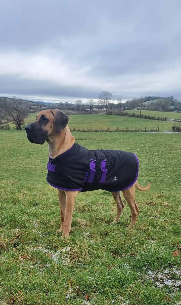 Great dane cheap leggings