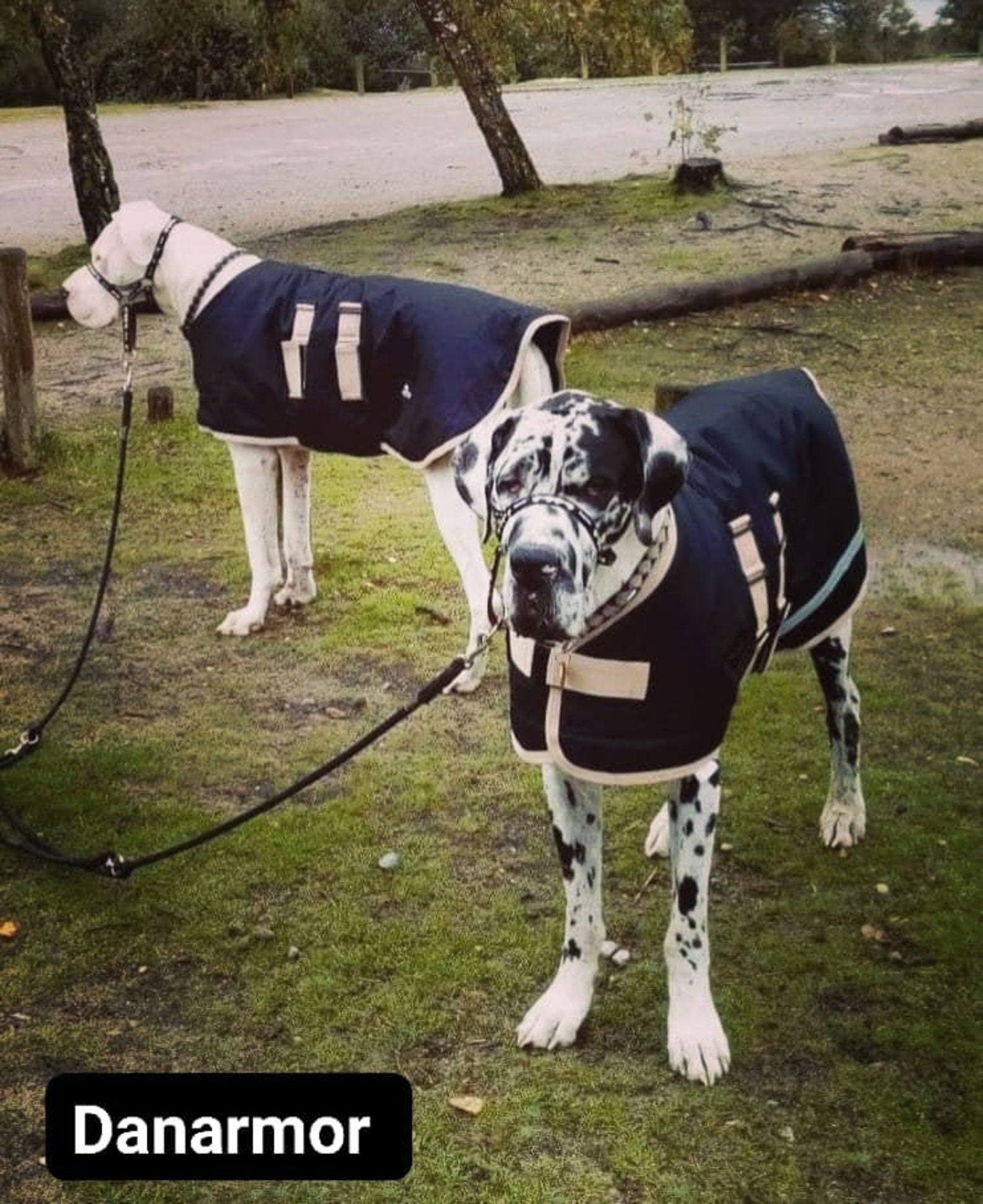 Great Dane Triple Layer Waterproof Coat Black & Gold Etsy