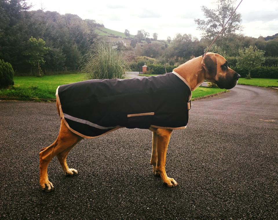 Great Dane Triple Layer Waterproof Coat Black & Gold Etsy