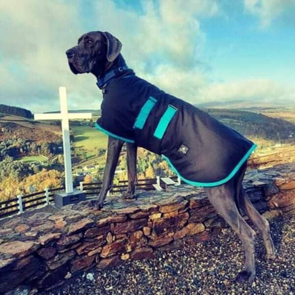 Great Dane Coat Etsy