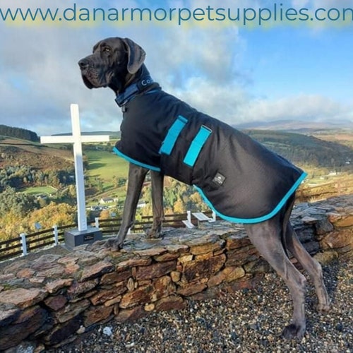 great dane winter jacket