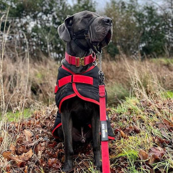 Great Dane -READY MADE - Padded Triple Layer Warm Winter Waterproof Coat - Black & red