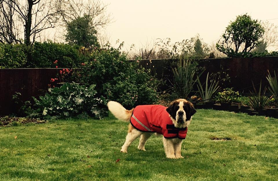 St bernard jacket clearance