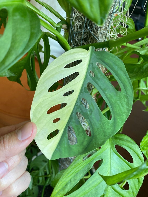 Variegated Monstera Adansonii Sticker Large Vinyl Decal Etsy