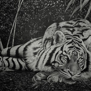 Ruhige Tiger Zeichnung - Tiger Bleistift Zeichnung - Wildlife Zeichnung - Tier Portrait - Handgezeichneter Tiger - Großkatze Portrait - Tiger Portrait