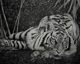 ホワイト タイガーの絵 | 色鉛筆で描いたタイガーのアートワーク