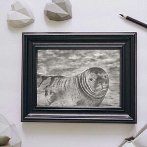 Hawaiian Monk Seal Portrait - Original - Animal - Home Decor - Illustration - Sea Art - Sea Life Art - Seal Painting - Wall Art - Seal Art