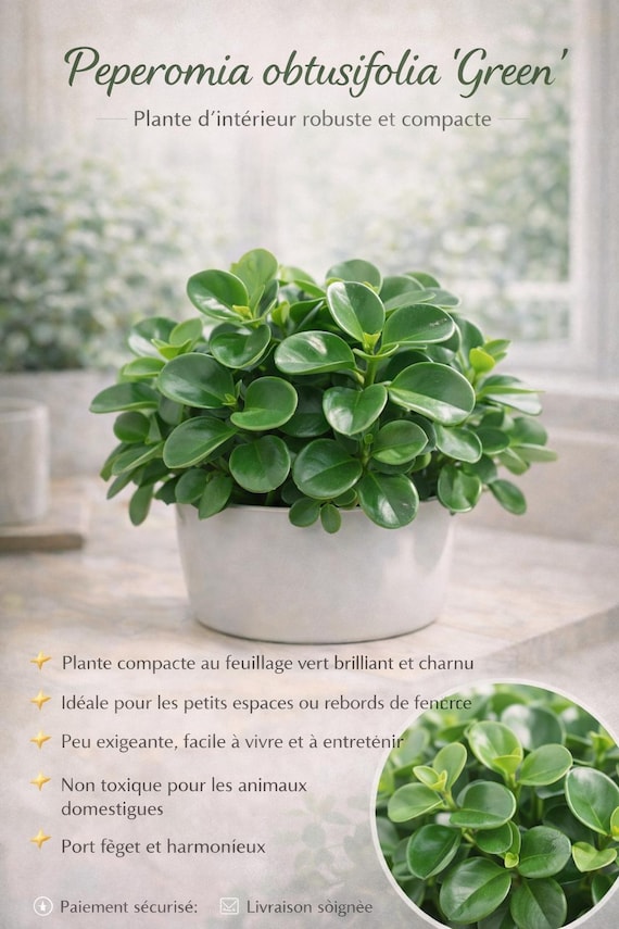 lauterbachiana variegata Alocasia lauterbachiana Variegata – Enliven Plants