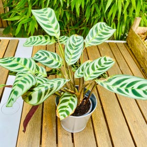 Calathea Burble Marxii