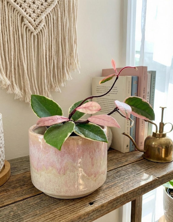 Hoya Carnosa Flamingo Dream Tricolor | Rosa panaschierte Hoya | Seltene  Zimmerpflanze | Dreifarbiges Laub | Wohndekoration - Etsy sterreich