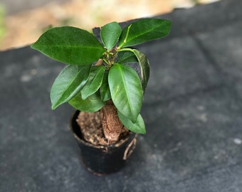 Mini Ficus microcarpa