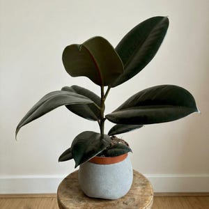 Gummibaum (Ficus elastica robusta) | Zimmerpflanze | Dichtes, glänzendes grünes Laub | Attraktive und pflegeleichte Pflanze