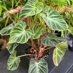 Philodendron Verrucosum
