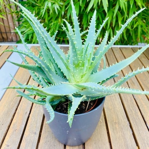 Aloe Vera