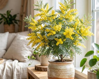 Acacia dealbata ‘Mimosa Gaulois’ – Elegante Mimose mit silbrigem Laub