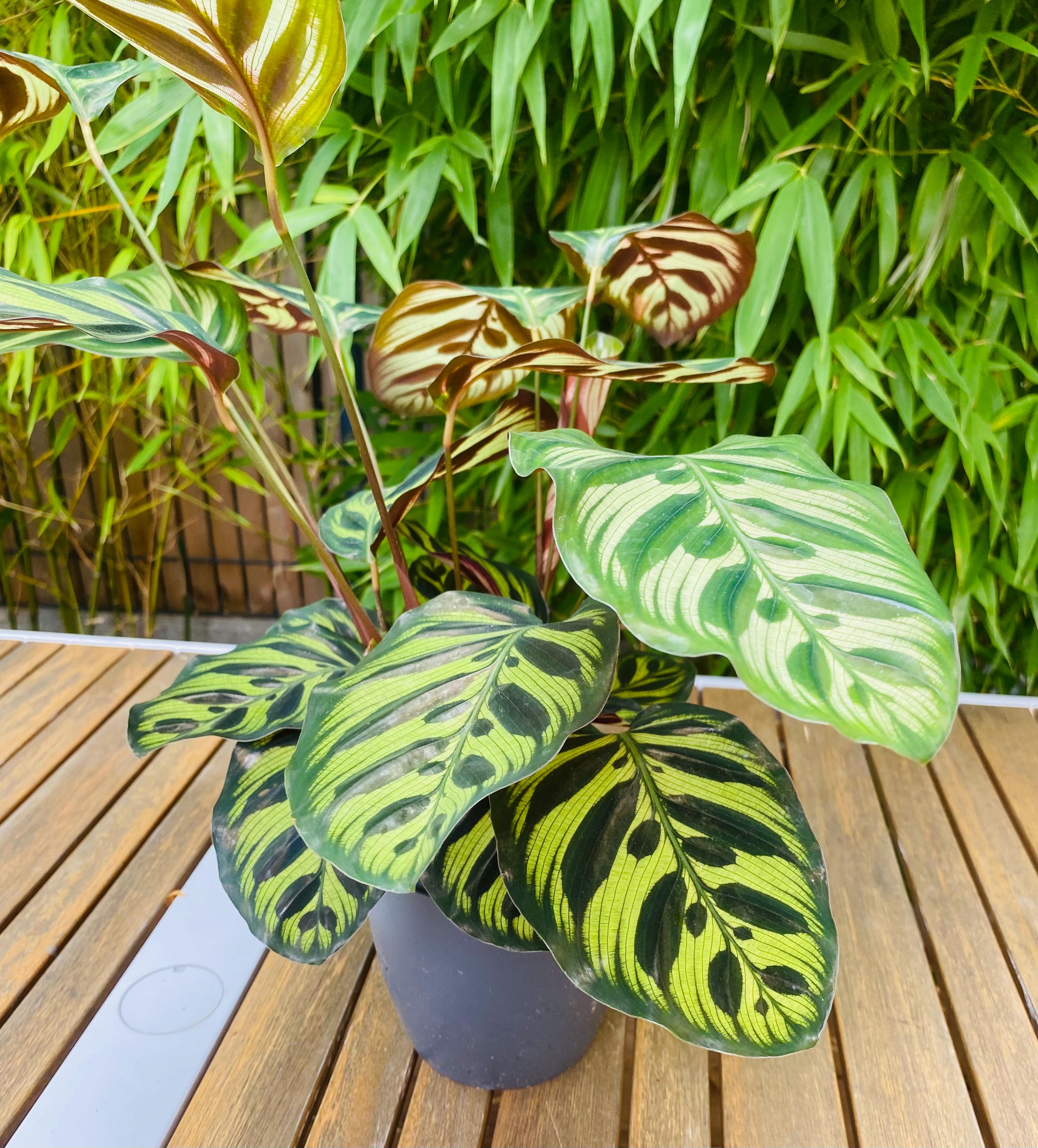 dracaena surprise Dracaena Lemon Surprise main image 0
