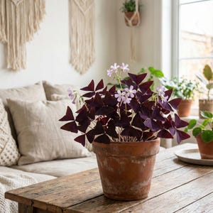 Oxalis triangularis viola | Trifoglio fortunato viola | Pianta farfalla | Rara pianta da appartamento viola | Regalo originale e poetico