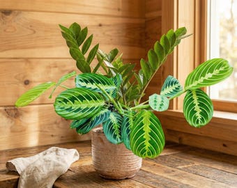 schismatoglottis variegata Schismatoglottis Wallichii Variegated – Greenroom Planter main image 0