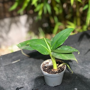 Mini Musa (Bananenbaum)