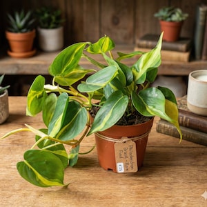 Variegated philodendron heart leaf - Etsy sterreich