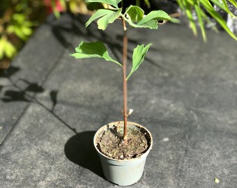 Mini Ginkgo Biloba