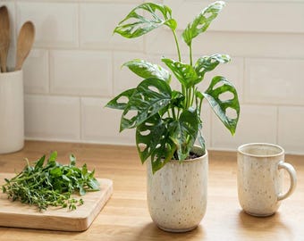 Monstera Adansonii | Affenmaske | Trendige Zimmerpflanze | Fensterblatt |  Kletter- oder Hngepflanze - Etsy sterreich
