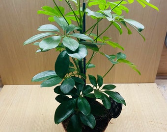 Schefflera Arboricola 'Nora': Feuillage Délicat et Charme Exotique