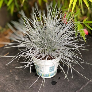 FESTUCA Glauca (Blauschwingel)