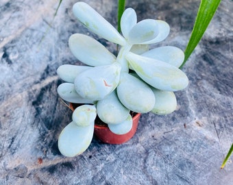 Pachyphytum oviferum