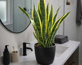 feigenbaum zimmerpflanze pflege Ficus Panachee Feigenbaum Zimmerpflanze 15cm 40cm kaufen