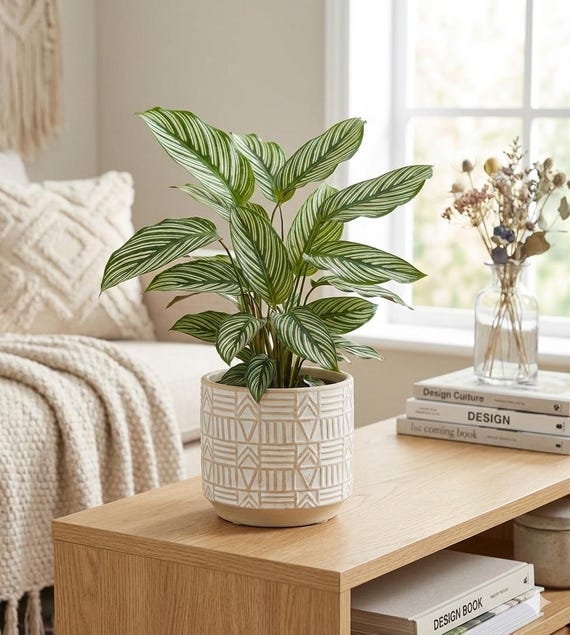 Seltene Calathea Vittata  Zimmerpflanze mit grafisch wei gestreiftem Laub   Elegante Gebetspflanze  Deko fr den urbanen Dschungel & Grnes Geschenk  - Etsy.de
