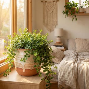Peperomia deppeana : plante d’intérieur compacte au feuillage vert élégant. Facile d’entretien, pour petits espaces et déco naturelle.