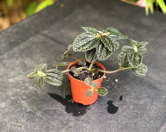 PEPEROMIA greyhound rare