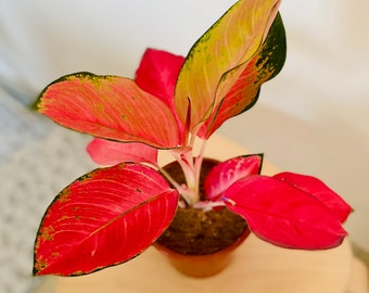 Aglaonema Flamingo