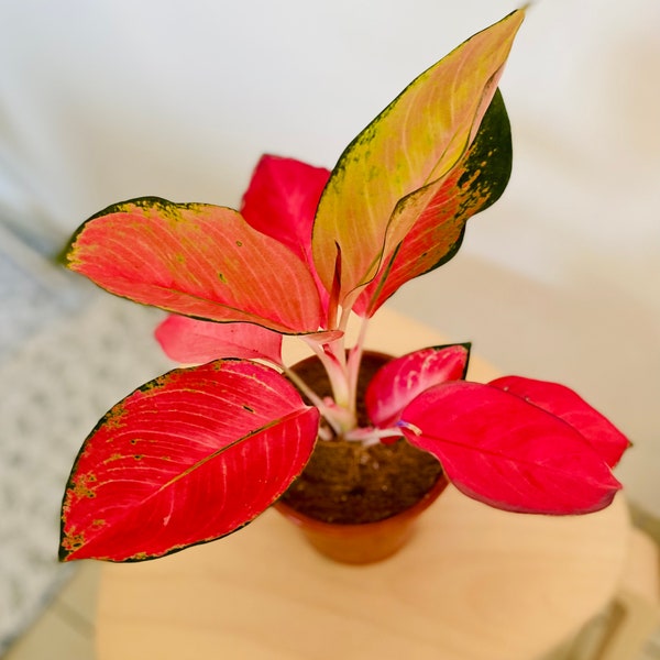 Aglaonema-flamingo