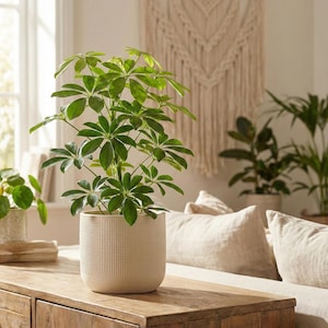 Schefflera arboricola | Árbol paraguas enano | Planta de interior fácil de cultivar | Decoración zen para el salón | Purificador de aire