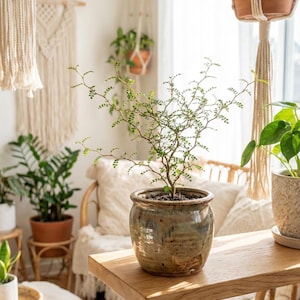 Sophora prostrata Little Baby | Zickzack-Bonsai-Baum | Minimalistische  Zimmerpflanze - Etsy.de