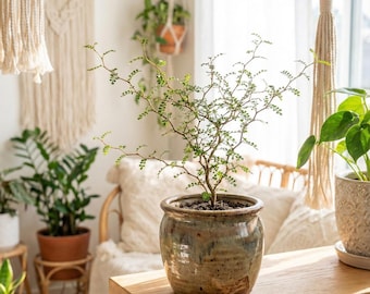 Sophora Prostrata Little Baby | Árbol bonsái en zigzag | Planta minimalista de interior