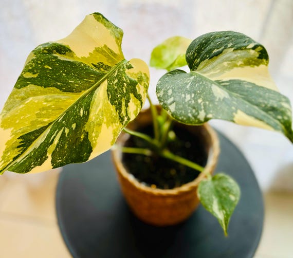 monstera rewe Monstera Variegata (Stark panaschiert)