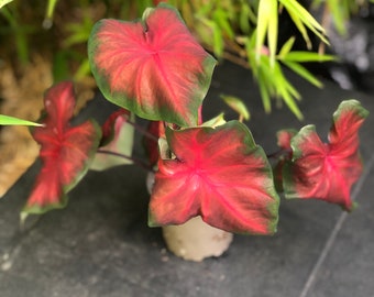 Caladium Royal Flush