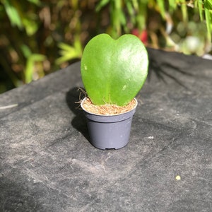 HOYA kerrii plons
