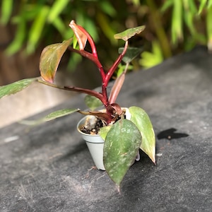 Philodendron Pink Princess
