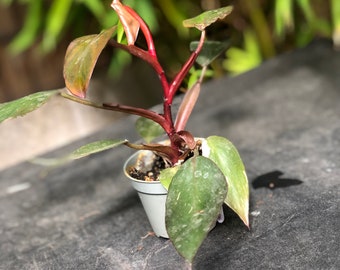 Philodendron Pink Princess