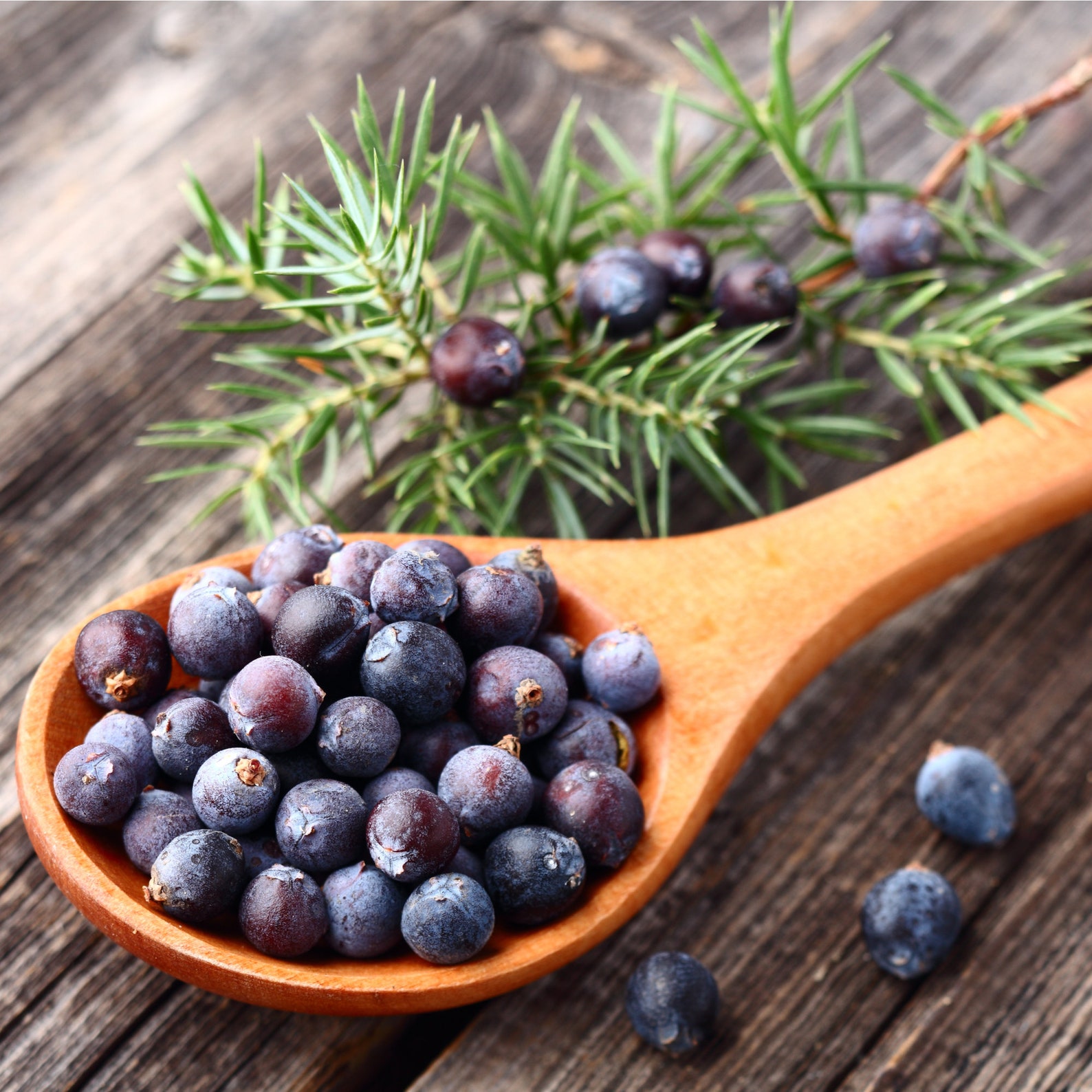 Baies de genièvre biologiques entiers Etsy